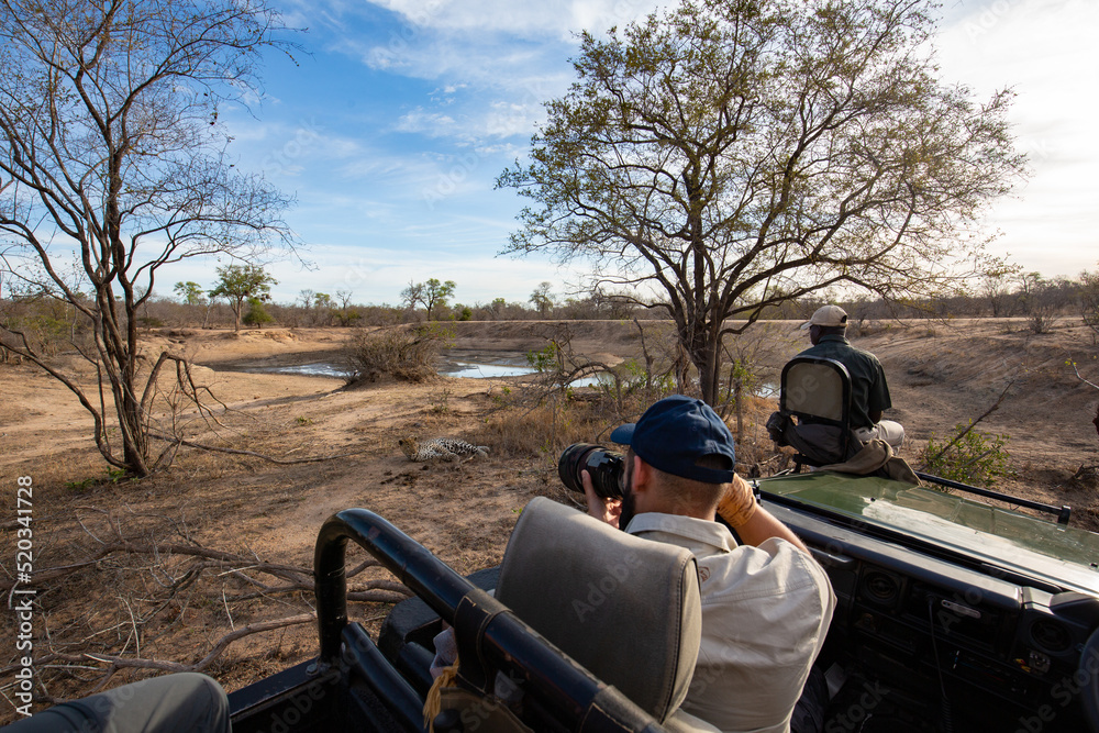 Fototapeta premium Photographing a wild leopard while on safari in the Sabi Sands national park, South Africa
