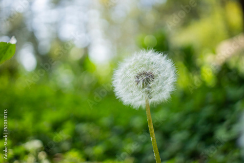 Dandelions blooming in the summer