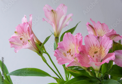 Pink Alstroemeria flowers