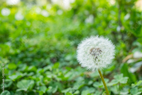 Dandelions blooming in the summer