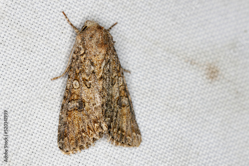 Cabbage moth (Mamestra brassicae). Insect in the family Noctuidae. photo
