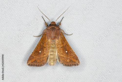 White-Point Moth, Mythimna albipuncta, an insect lured by the light. photo