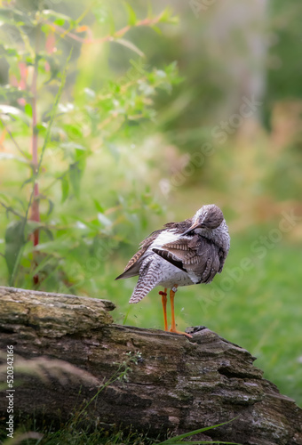 Wallpaper Mural Common redshank preening in soft light (tringa totanus) Torontodigital.ca