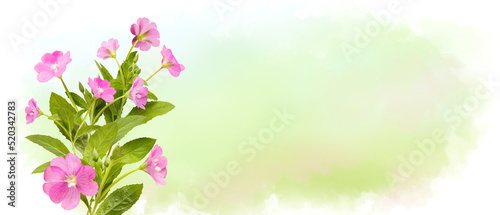 Fototapeta Naklejka Na Ścianę i Meble -  Pink field flowers on pastel watercolor background, wildflowers. Horizontal banner with copy space. Place for a text. Spring card