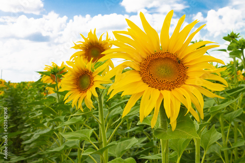 Field of blooming sunflowers against the blue sky.Textured background  natural background