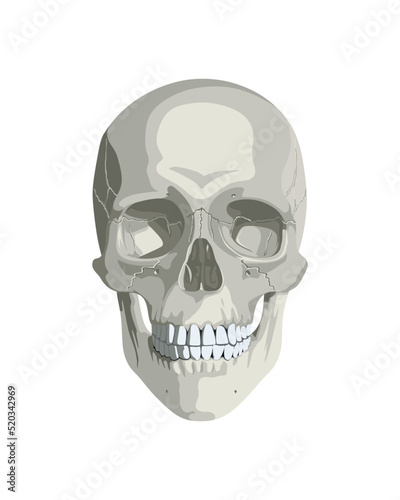 Human skull in different projections. Realistic illustration for the study of anatomy.
