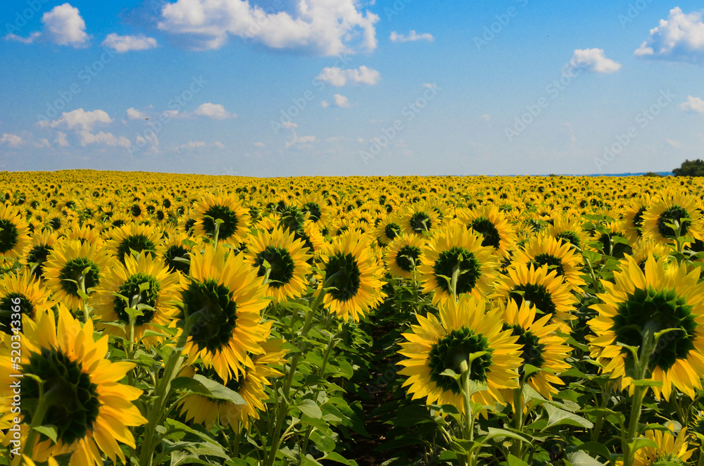 Fototapeta premium blooming sunflowers on the field