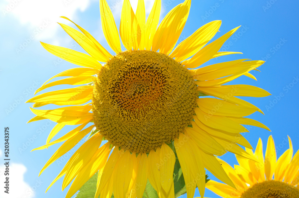 Obraz premium a blooming sunflower on a blue sky background
