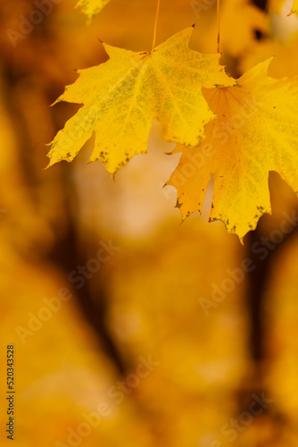 Maple leaves on a blurred background. Autumn background with yellow maple leaves. Autumn concept. Copy space