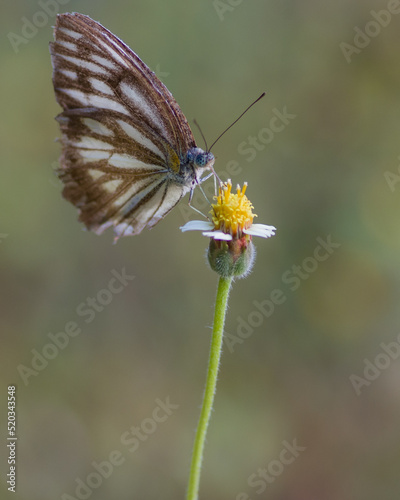 butterfly on flower © TRIWIDANA