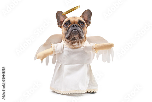 French Bulldog dog dressed up with angel costume with white dress, fake arms, feather wings and golden halo on white background photo