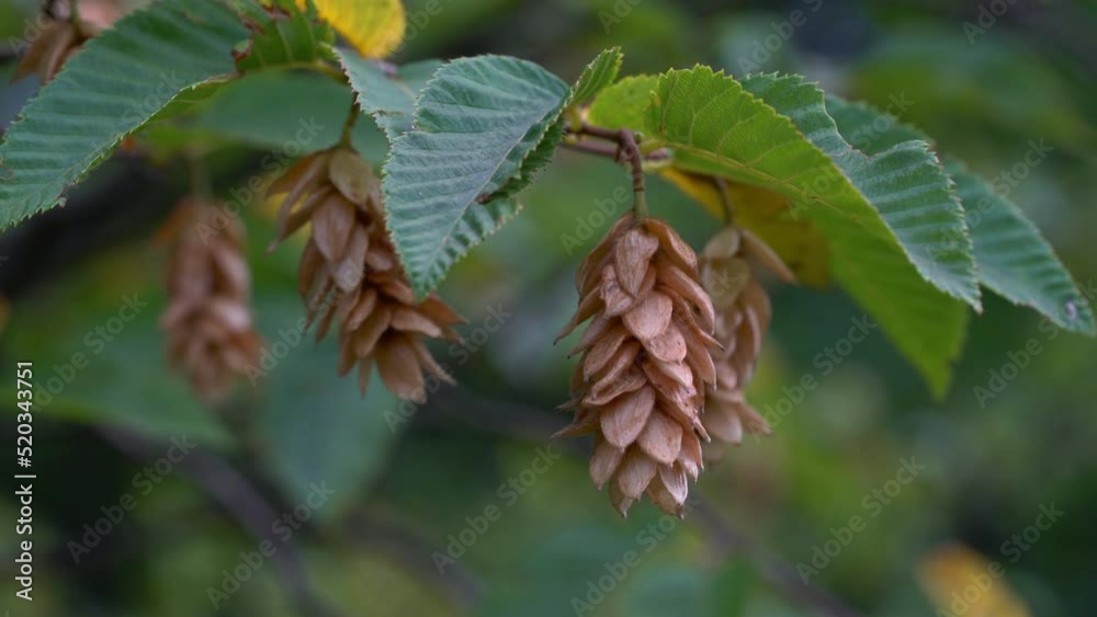 Hornbeam seed on branch, ripening (Carpinus betulus) - (4K) Hornbeam seed on branch, ripening (Carpinus betulus) - (4K)