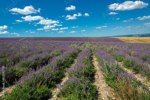 Panoramic Landscape Of lavender fields And blue Sky Against A Background Of clouds.