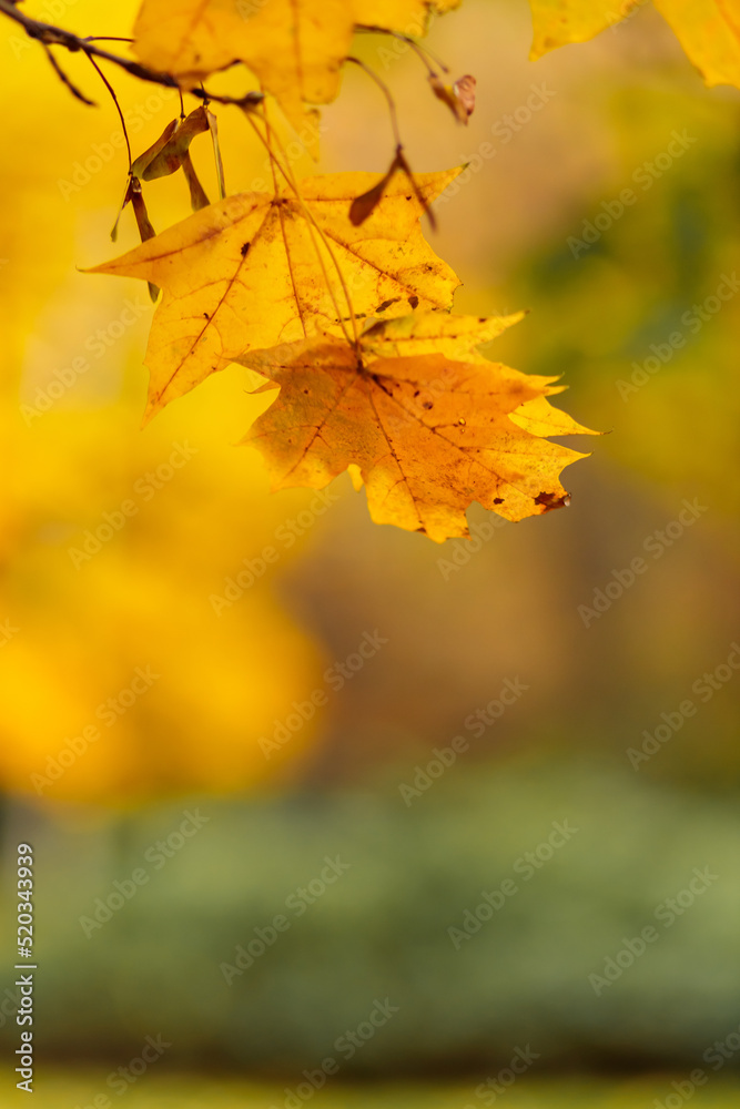Autumn yellow maple leaves on a tree branch. Colorful nature background. Copy space Autumn yellow maple leaves on a tree branch. Colorful nature background. Copy space