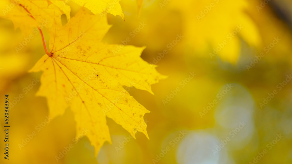 Autumn yellow maple leaves on a tree branch. Colorful nature background. Copy space Autumn yellow maple leaves on a tree branch. Colorful nature background. Copy space