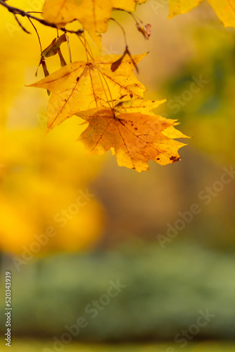 Autumn yellow maple leaves on a tree branch. Colorful nature background. Copy space