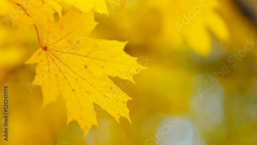 Autumn yellow maple leaves on a tree branch. Colorful nature background. Copy space