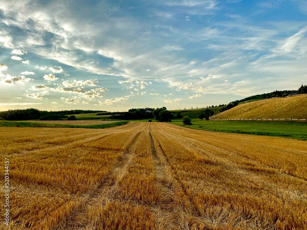Wavy field landscape in the evening light, harvested grain field with tractor tracks in the field, straw, tree, sun, horizon, sky, clouds,
