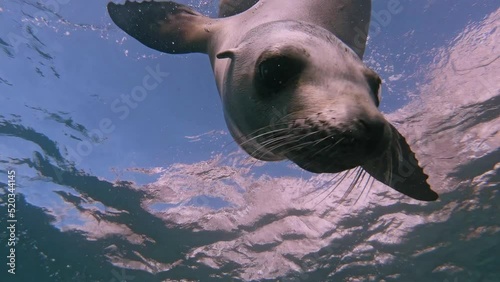 Young Sea lion (Zalophus californicus) staring at the camera photo