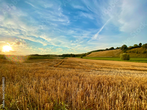 Wide stubble field  harvested grain field runs to a hilly meadow with a group of trees  sky  clouds  evening mood  