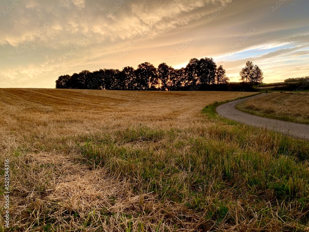 Stubble field, harvested grain field on which the lower stem parts of the plants are rooted, country road meanders, dark group of trees with the setting sun