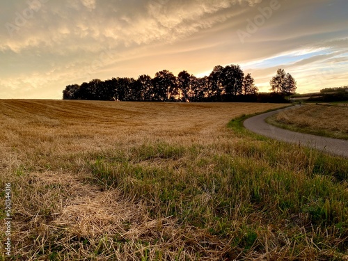 Stubble field, harvested grain field on which the lower stem parts of the plants are rooted, country road meanders, dark group of trees with the setting sun photo