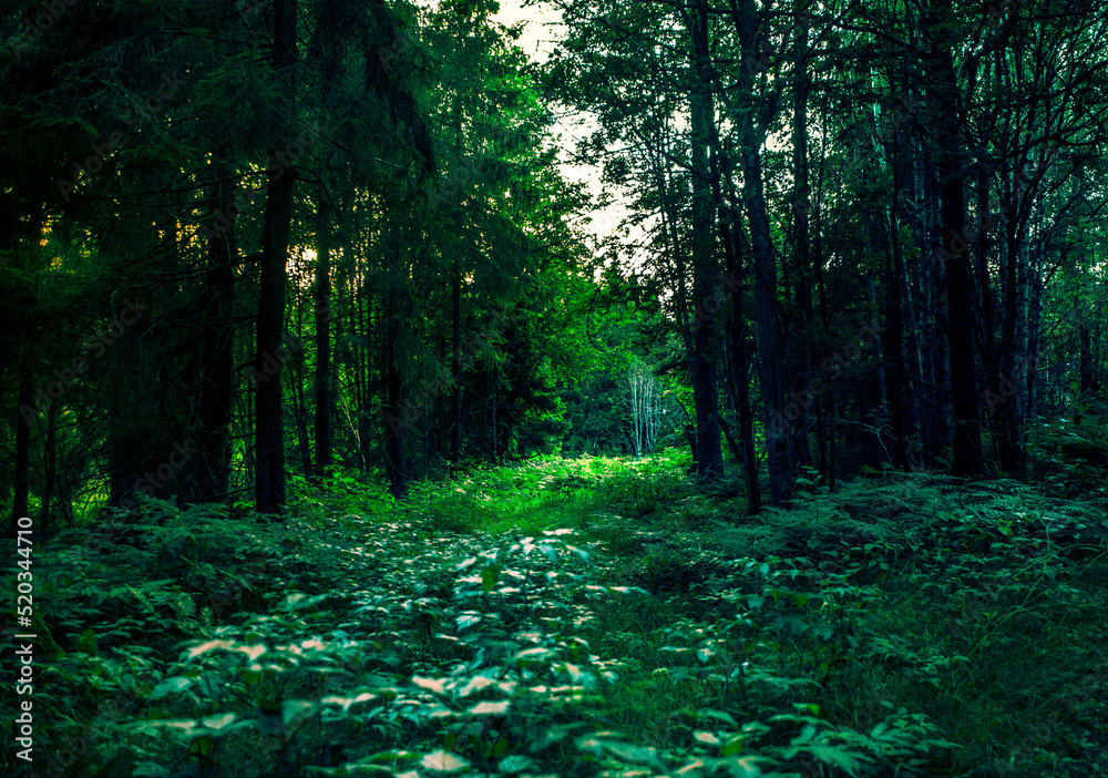 Obraz premium Zieleń lasu