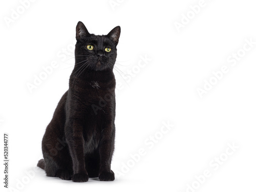 Black adult house cat, sititng up side ways. Looking away from camera. Isolated on a white background.