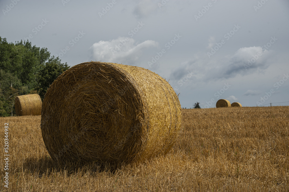 hay bales in the field