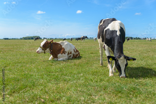 Two cows in the field