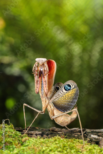 Female Peacock praying mantis (Pseudempusa pinnapavonis) © monster_code