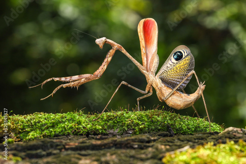 Female Peacock praying mantis (Pseudempusa pinnapavonis)