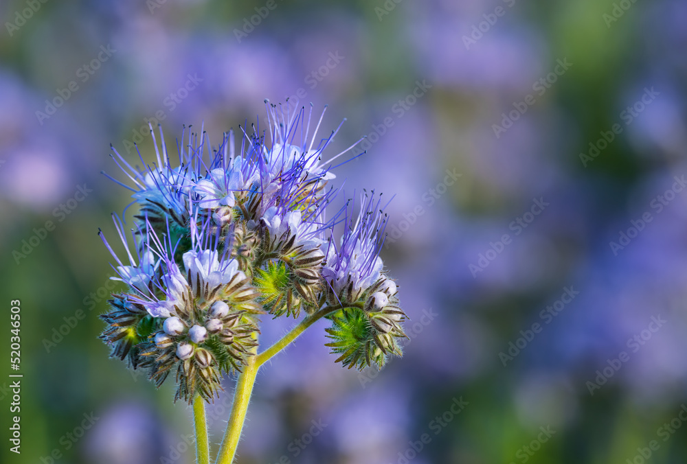 Blue tansy flowers and buds on violet green nature background. Phacelia tanacetifolia. Close-up of fragile coiling bell shaped blooms with protruding stamens in lavender purple shades on blurry field. Blue tansy flowers and buds on violet green nature background. Phacelia tanacetifolia. Close-up of fragile coiling bell shaped blooms with protruding stamens in lavender purple shades on blurry field.