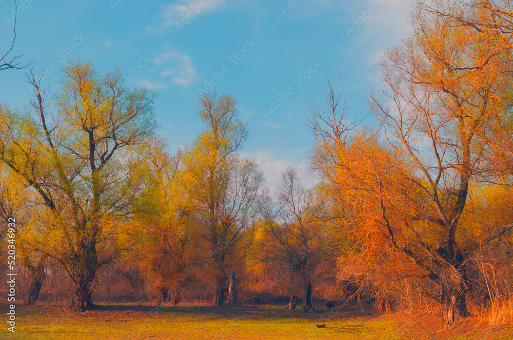 Beautiful autumn landscape showing forest on a sunny day.