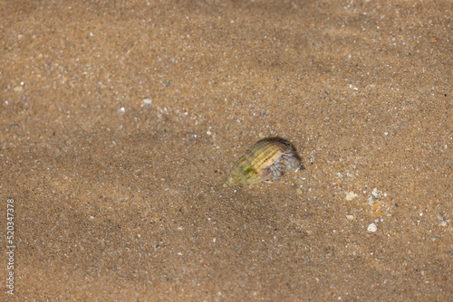 Hermit crab Pagurus bernhardus on sandy beach in Normandy photo