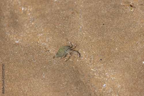 Hermit crab Pagurus bernhardus on sandy beach in Normandy