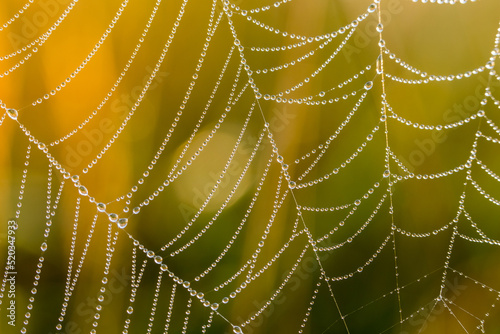 Spider web with dew drops, close-up shot in the morning. Blurred background.