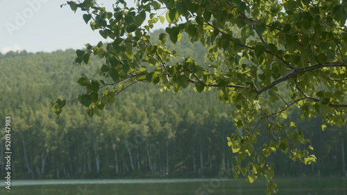 Lake in the forest. In the foreground there are branches of trees. Tree branch in the foreground lake photo