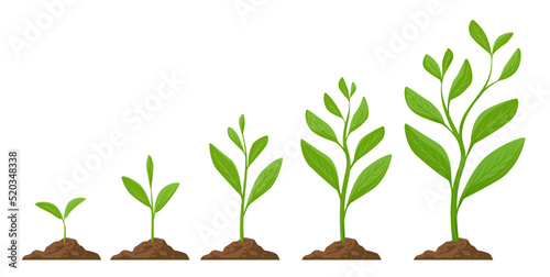 Planting tree infographic. Phases plant growing. Sprout, plant, tree growing agriculture. Seeds sprout in ground vector © ~ Bitter ~