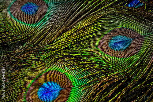 Peacock feather background.