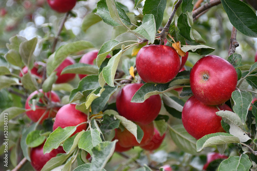 Red apples on the branch, in the tree, in the garden