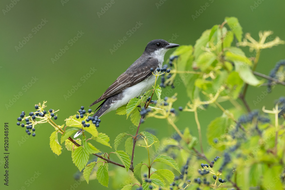 Kingbird on a branch with green background Kingbird on a branch with green background