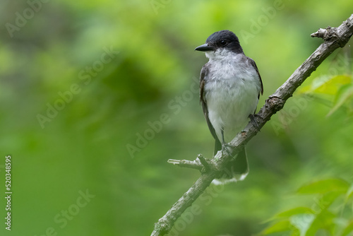 Kingbird on a branch with green background