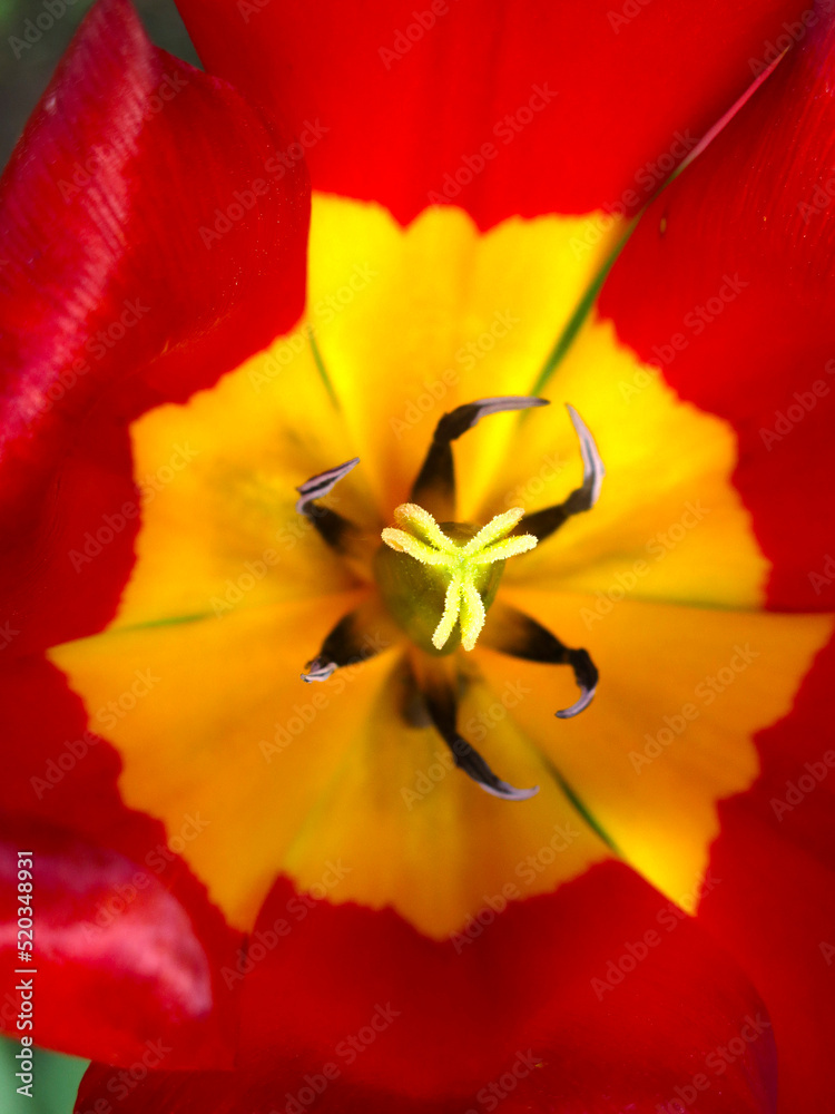 inside of a red tulip with a yellow center, petals and pollen inside of a red tulip with a yellow center, petals and pollen