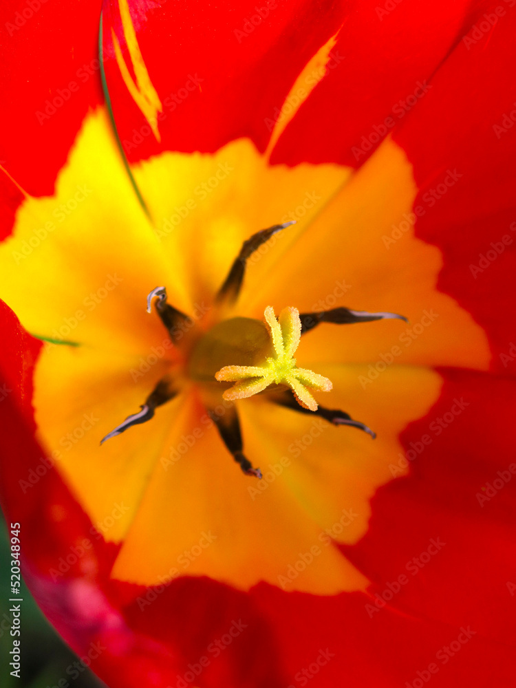 inside of a red tulip with a yellow center, petals and pollen inside of a red tulip with a yellow center, petals and pollen