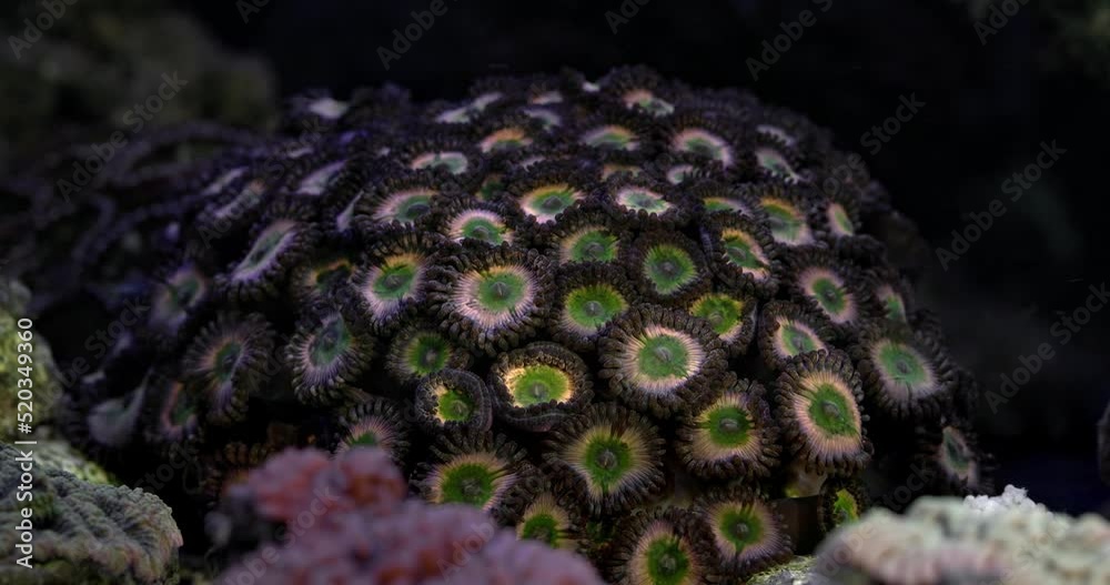 Zoanthus polyps in coral reef aquarium tank. Coral in aquarium ...
