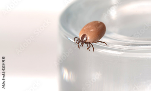 Tick insect isolated on a white background. A disease-spreading parasite. A full, dangerous insect tick with a large abdomen. © PhotoRK