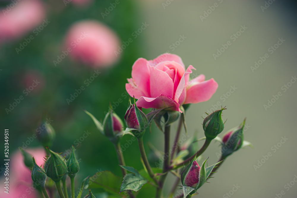 Rosebud fresh rose on a rose bush in a botanical garden, park in spring, summer. Flowering buds. Floriculture, growing flowers, plants care concept. Fragrant flower for perfumery, cosmetics production