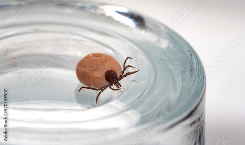 Tick insect isolated on a white background. A disease-spreading parasite. A full, dangerous insect tick with a large abdomen. © PhotoRK