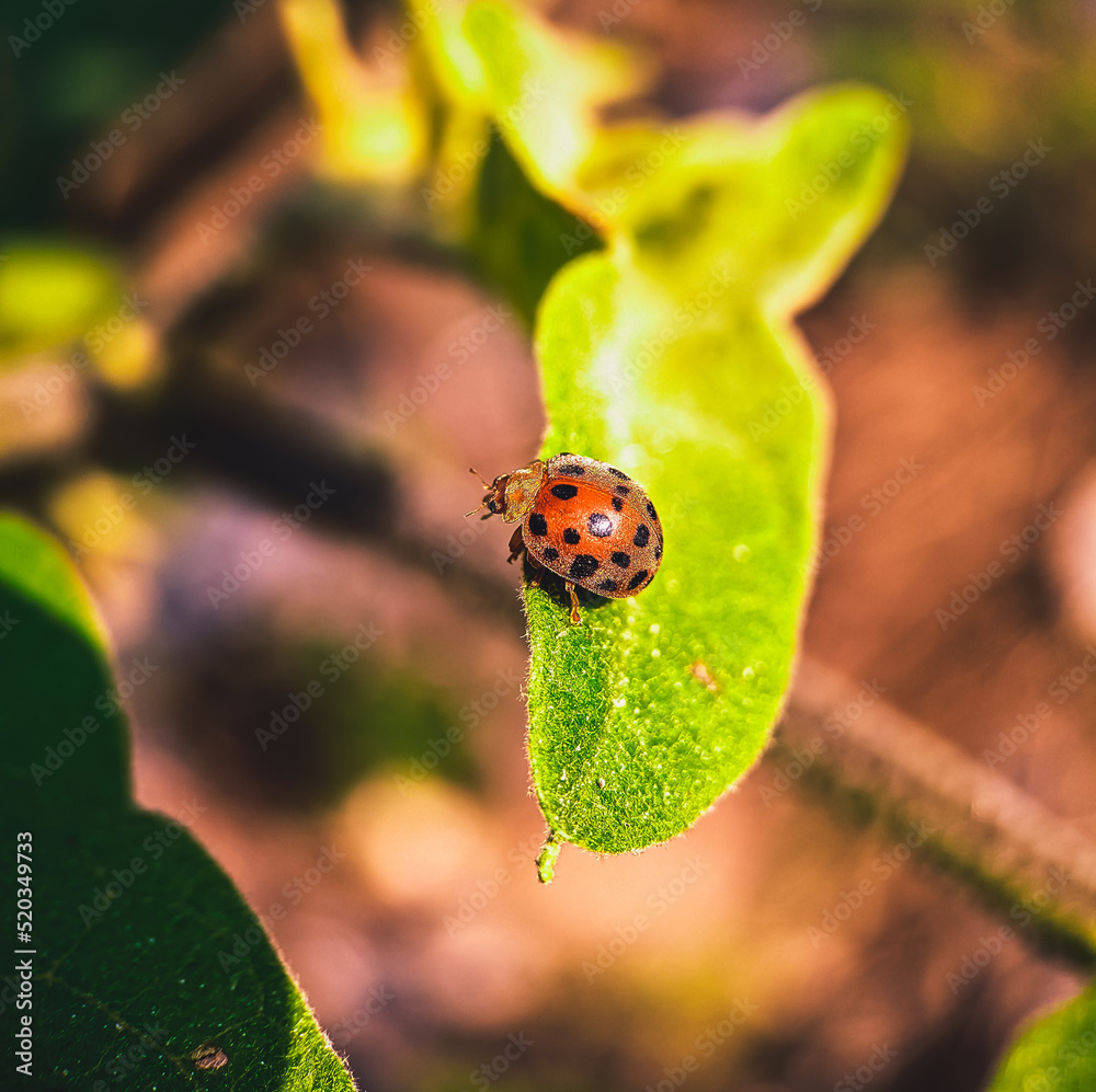 Fototapeta premium Macro shot of lady bug, beautiful nature, beautiful wildlife, beautiful insect